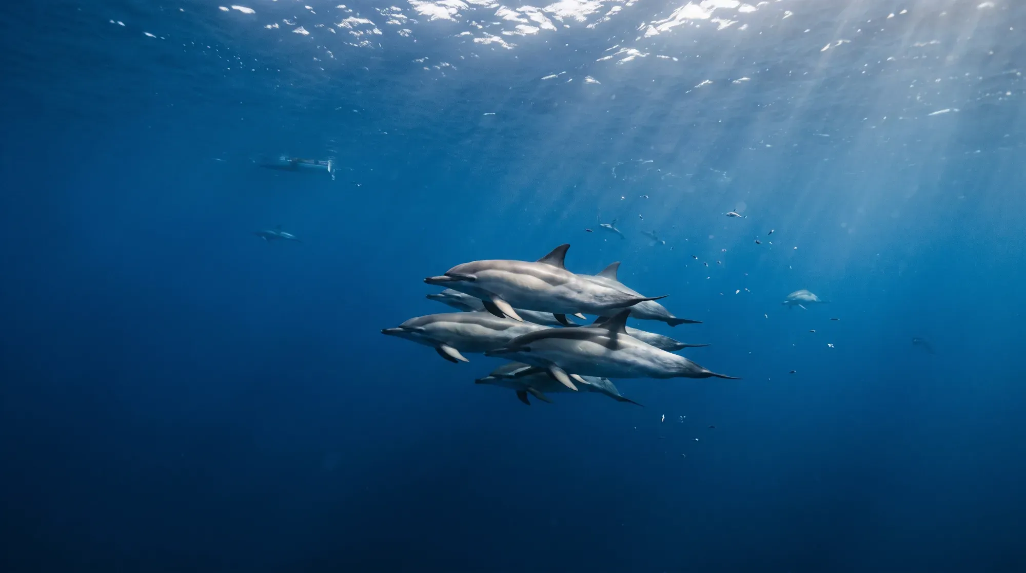 Dauphins sauvages nageant dans les eaux des Açores, illustrant une rencontre éthique avec la faune marine